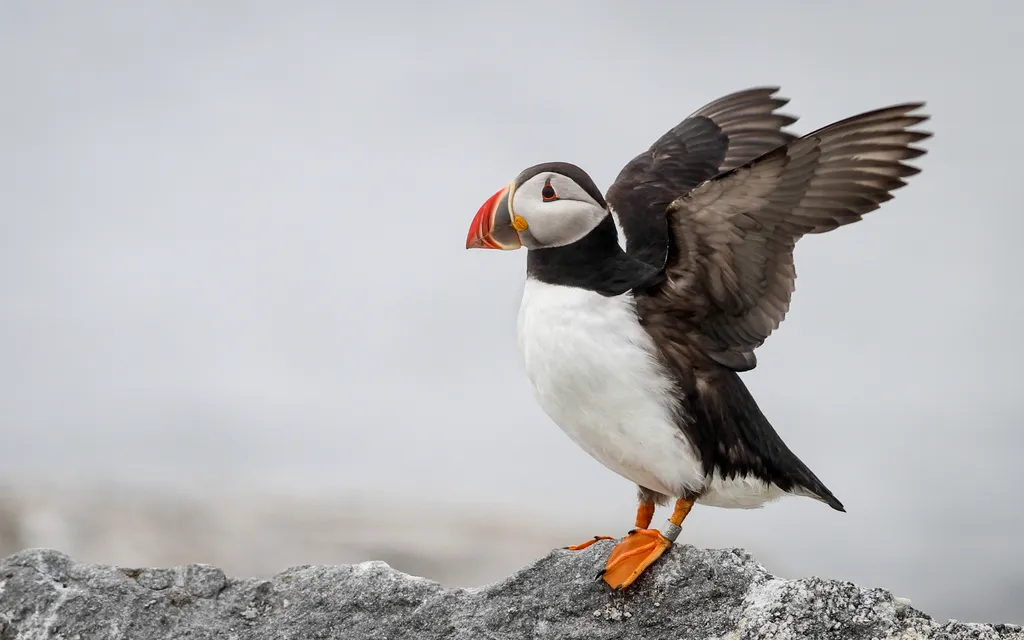 Birdwatching in Maine: A Beginner's Planning Guide