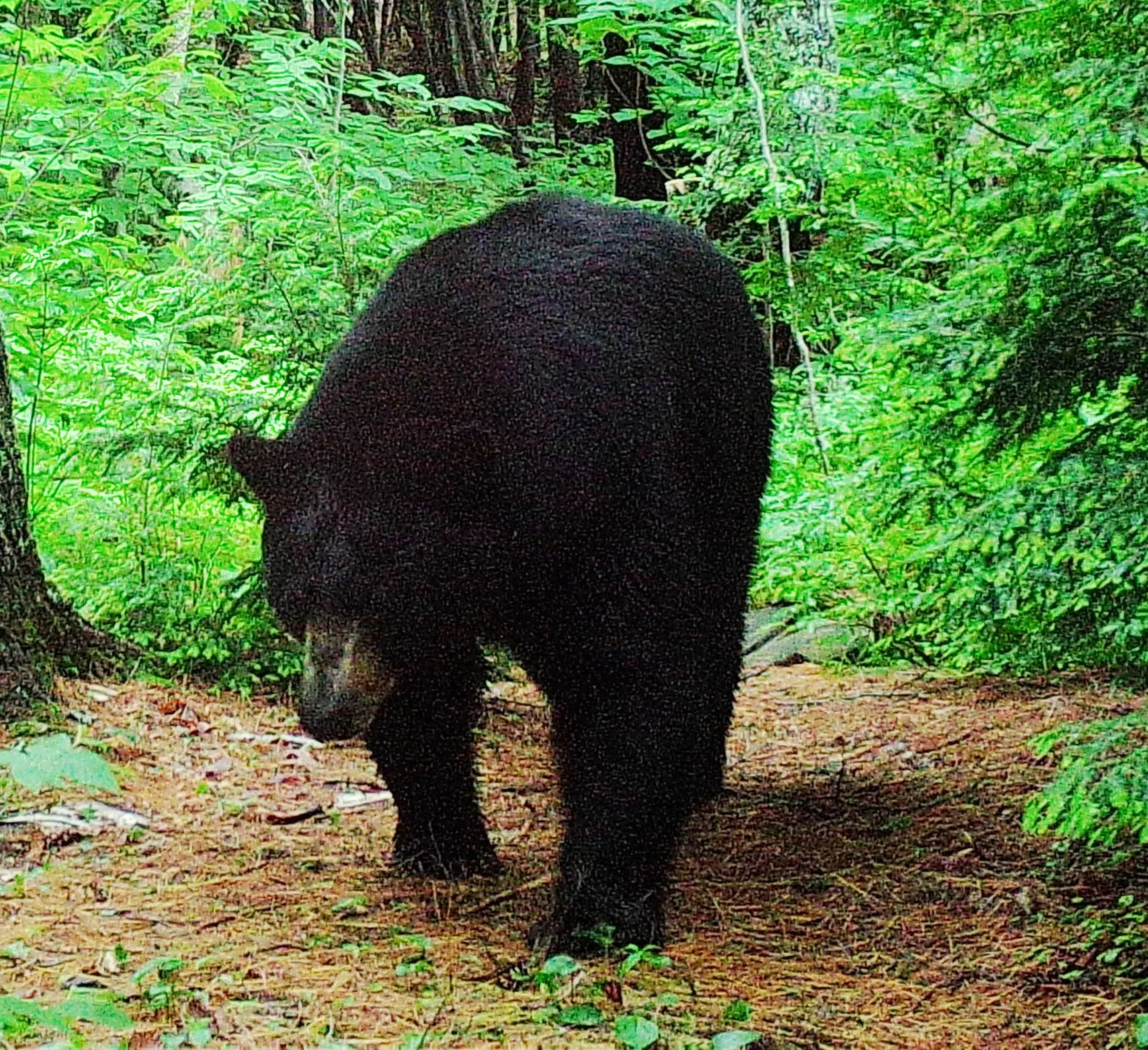 Black Bear