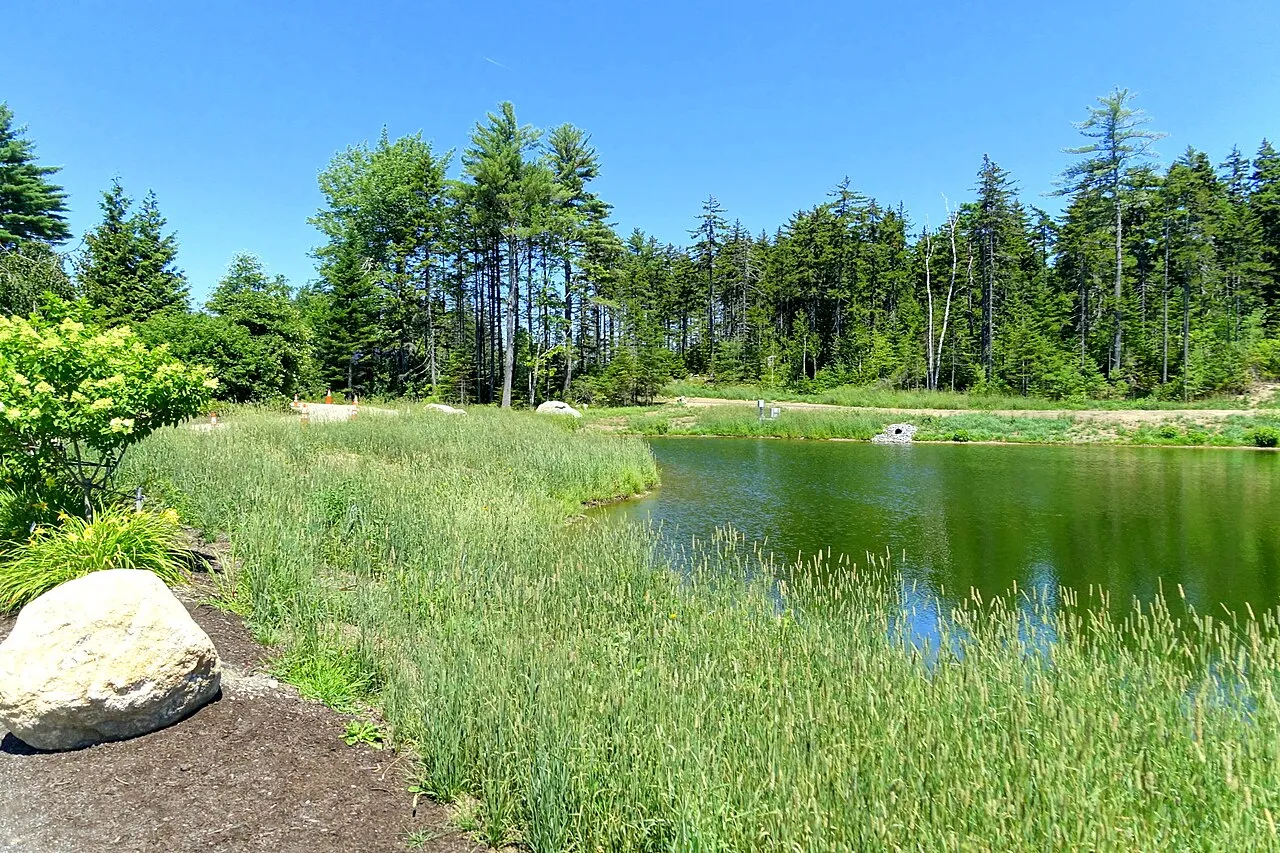 A pond at Coastal Maine Botanical Gardens, fringed with planted grasses and a granite boulder, spruce woods behind