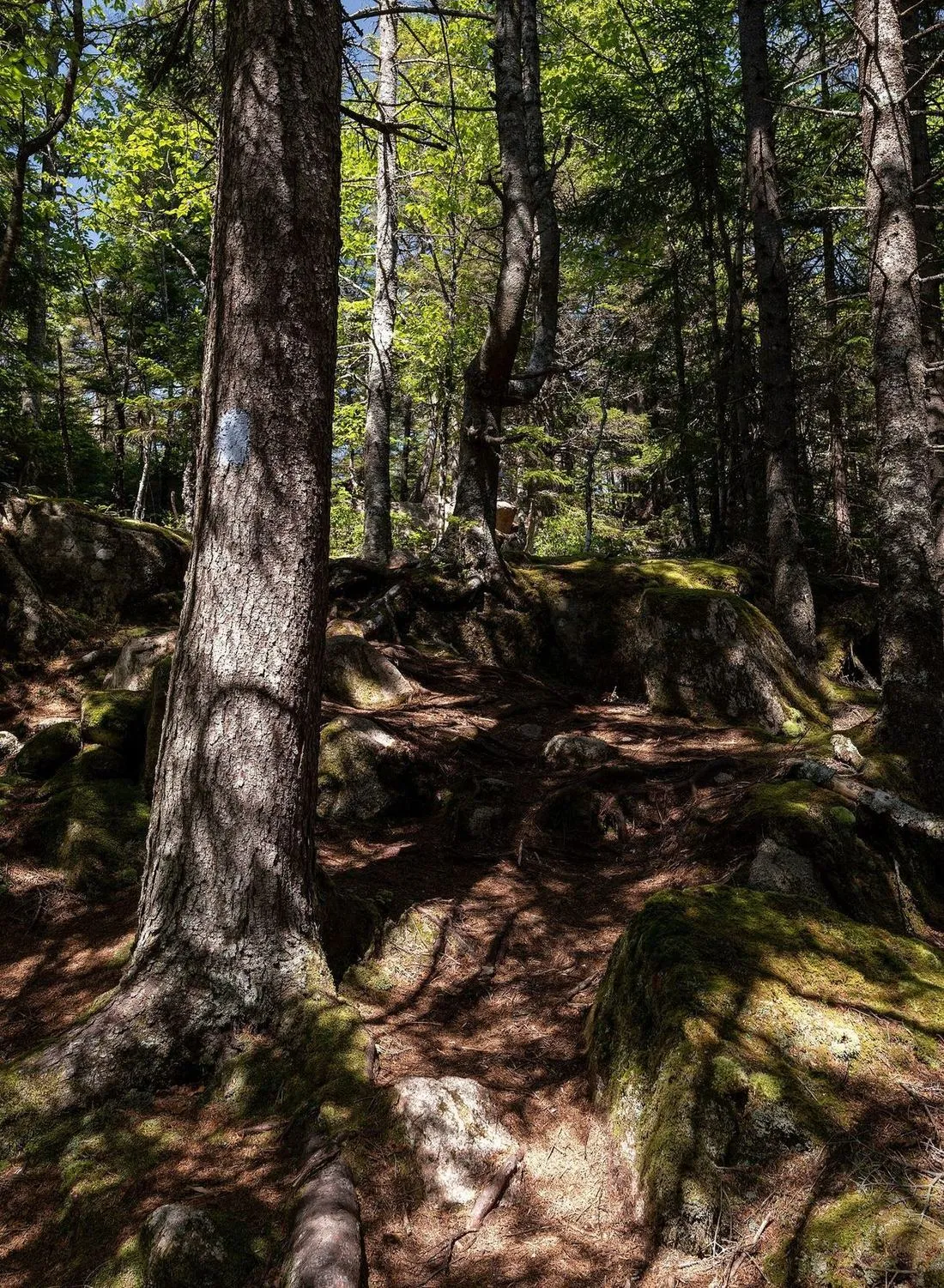 A rooty trail through coastal spruce on Great Wass Island, a blue paint blaze on the trunk in the foreground