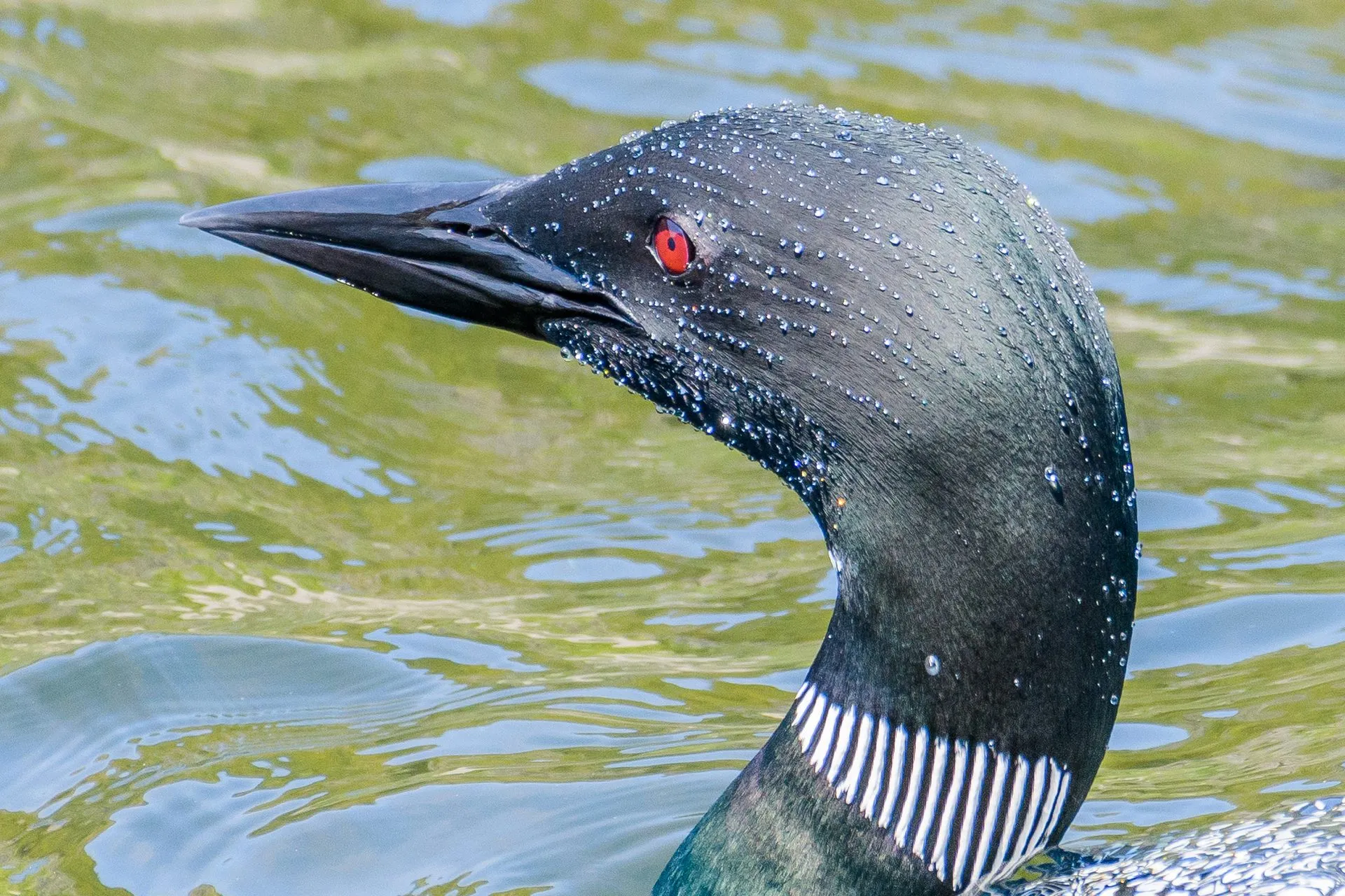 Common Loon