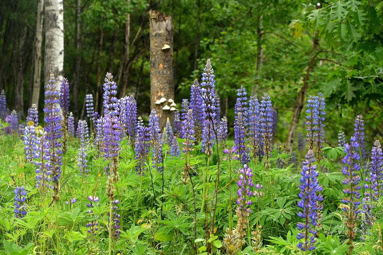 Maine in Spring
