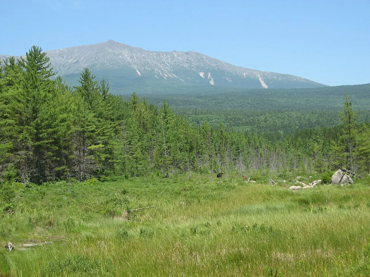 A moose standing in a boggy meadow of grass and low scrub, with the long ridge of Katahdin rising behind