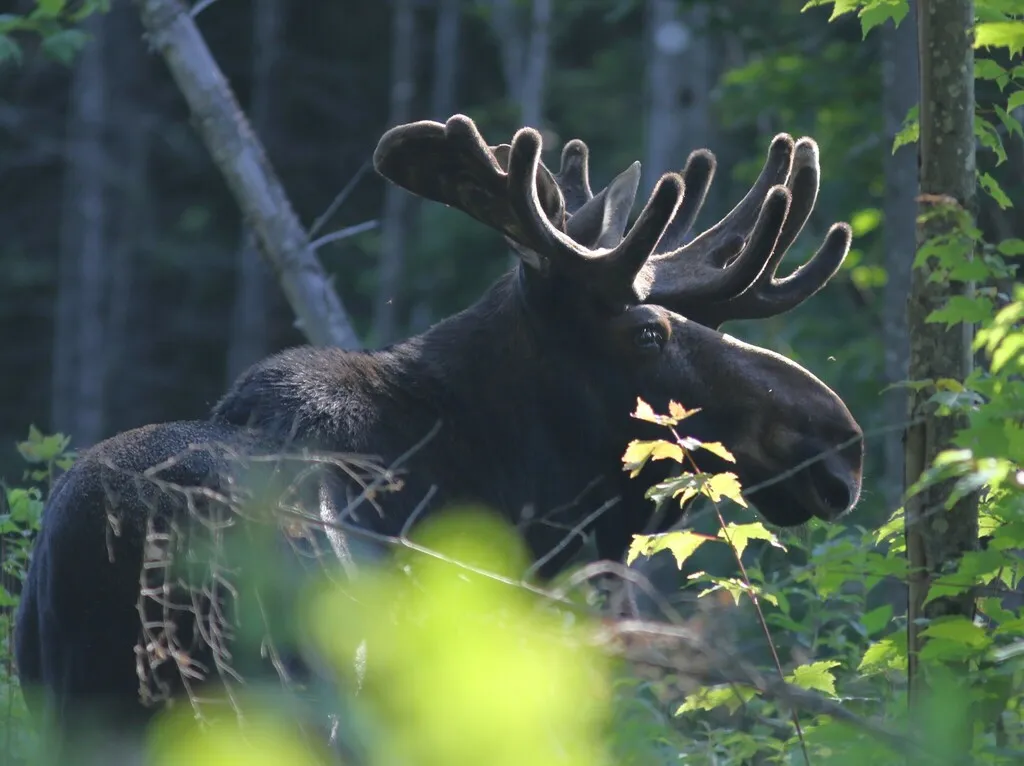 Moose
