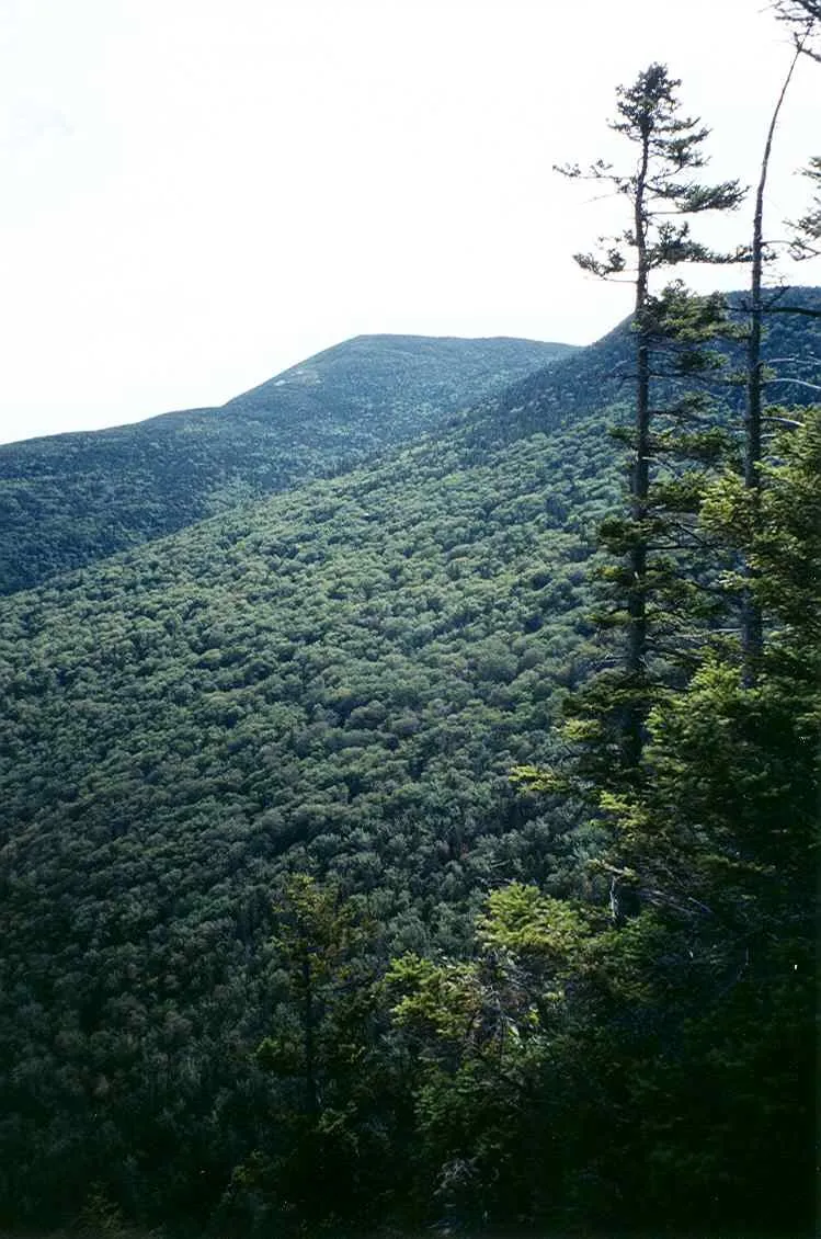 The forested shoulder of Old Speck Mountain seen from the Eyebrow Trail