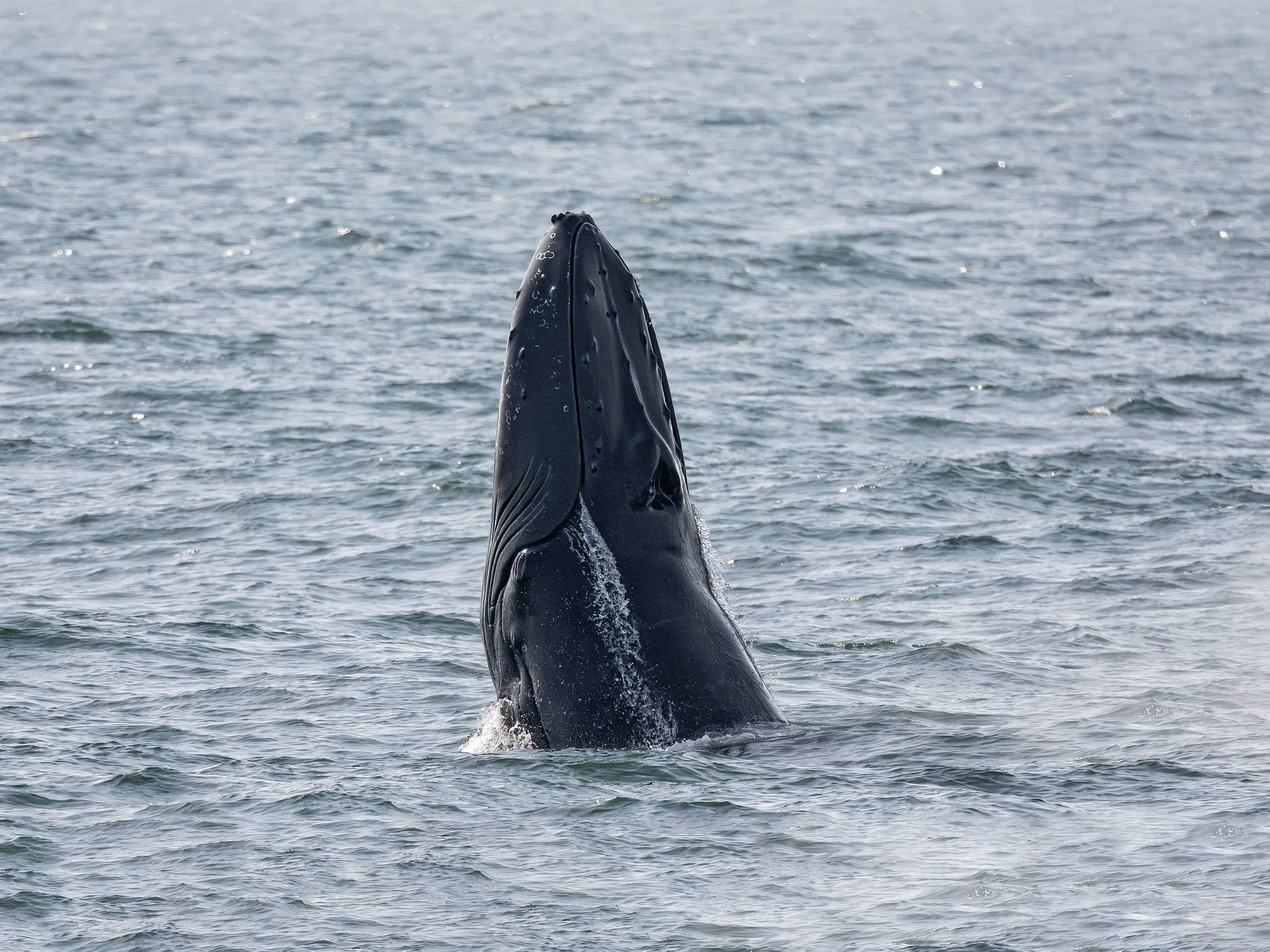 Whales